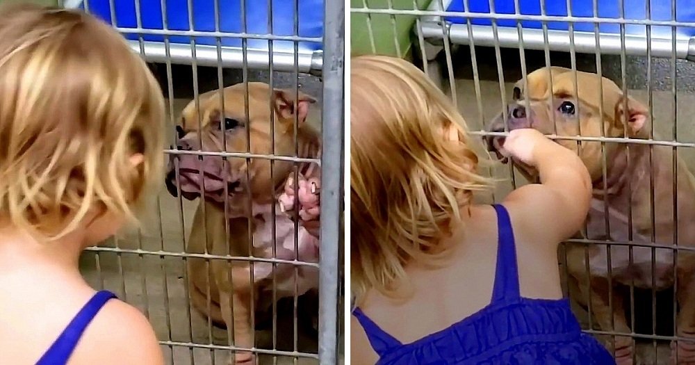 CARING 2-YEAR-OLD GOES TO DOG SHELTER AND CHOOSES SICK, SHY PIT BULL IN NEED OF LOVE