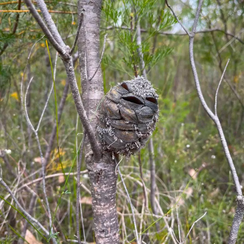 Surprising Twist: Woman Snaps Photo of Smiling Bird, Unveiling an Astonishing Revelation