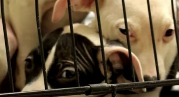 AFTER SURGERY, A VETERINARIAN CRADLES A PUPPY THAT IS FRIGHTENED AND SOBBING FOR HELP.