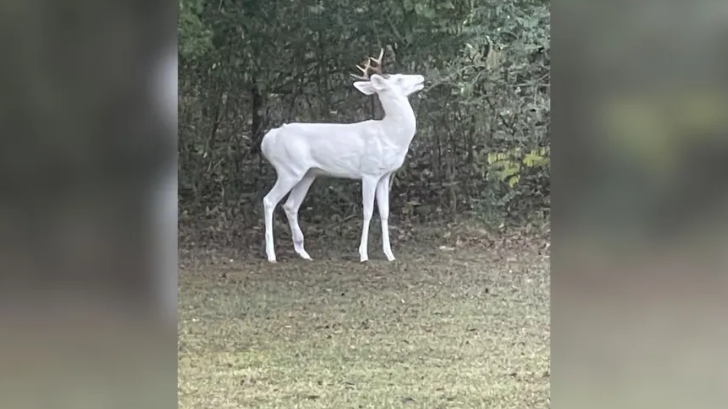 EXTREMELY RARE “GHOST OF THE FOREST” ALBINO DEER SPOTTED IN TENNESSEE 