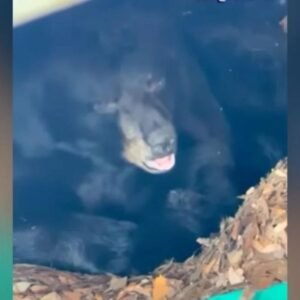 Connecticut Family Discovers Hibernating Bear Under Deck and Chooses to Not Disturb