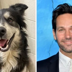 Animal Shelter Asks Paul Rudd To Adopt Dog That Looks Just Like Him