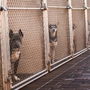 Los Angeles puts temporary ban on dog breeding permits as shelters face overwhelming crowding