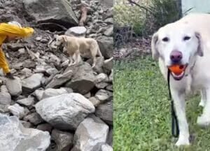 Dog who flunked police training for being “too friendly” becomes hero after earthquake