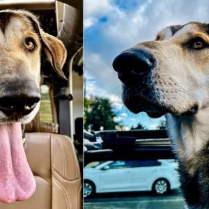 Adopted dog returned to the shelter 30 minutes later for being “too big” — now looking for a new home