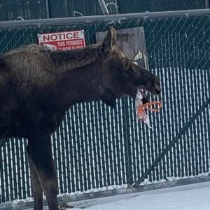 Man spots moose near dumpster, discovers unexpected object in his mouth