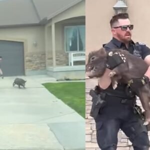 Police officer makes impressive tackle to catch runaway pig in viral video