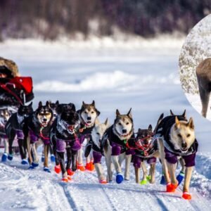 Iditarod musher shoots “angry” moose to protect his dogs after mid-race confrontation