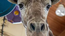 Chioke, beloved giraffe, remembered in Sioux Falls. Zoo animals mourned across US when they die