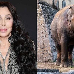 SUPERSTAR CHER RESCUES ‘WORLD’S LONELIEST ELEPHANT’ AND GIVES HIM A NEW LIFE!