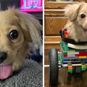 ABANDONED PUPPY ONLY HAS TWO LEGS, SO A 12-YEAR-OLD MADE HER A WHEELCHAIR OUT OF LEGO