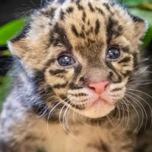 RARE CLOUDED LEOPARD KITTEN BORN AT OKLAHOMA CITY ZOO — WELCOME TO THE WORLD