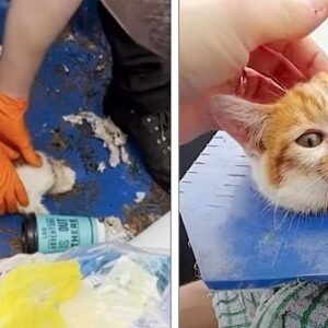 LOCAL HEROES SAVE CRYING KITTEN THAT HAD HER HEAD STUCK IN A DUMPSTER