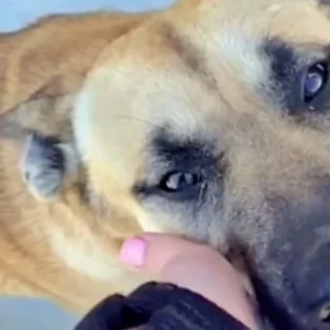 Woman finds a friendly dog sitting on her porch and helps him find a new home