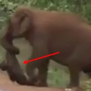 They blocked off the road after realizing what this elephant was carrying with its trunk