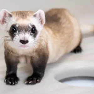 2 More Endangered Ferrets Have Been Cloned from Critter Frozen in the 1980s