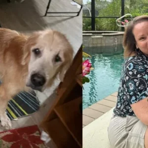 Woman was on waitlist to adopt a puppy — but senior golden retriever wins her heart!