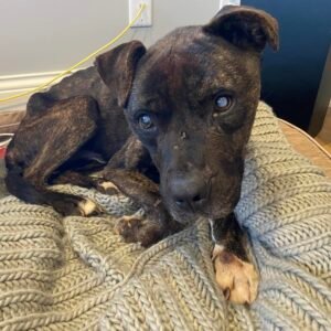 Partially blind, emaciated dog found abandoned for the second time — soon gets a happy ending