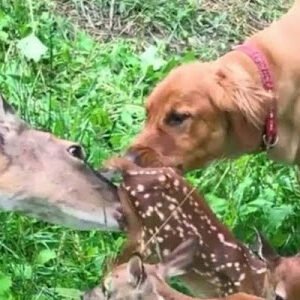 MOMMA DEER BRINGS HER NEWBORN BABIES TO MEET HER BEST FRIEND DOG