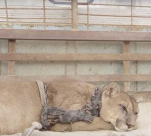 AFTER 20 YEARS OF LIFE IN CHAINS MOUNTAIN LION IS FREED FOR THE 1ST TIME AND IT’S CAPTURED ON CAMERA