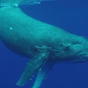 BLUE WHALES RETURN TO CALIFORNIA AT LEVELS NOT SEEN SINCE BEFORE THE WHALING INDUSTRY