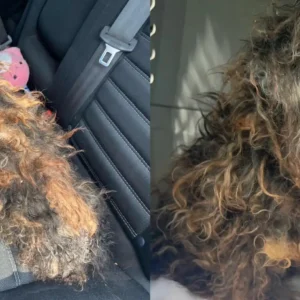 Rescue takes in severely matted dog who looks like a wig — today she’s unrecognizable!