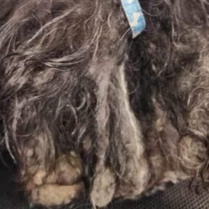 Severely matted dog surrendered to shelter, “one of the worst cases” they’ve seen — then dog gets incredible makeover