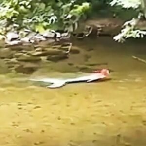 Tourists Spot Weird Figure In River – They Turn Pale When They Take A Closer Look