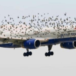 The Pilot’s Emotional Reaction When He Discovered Why Birds Were Flying Alongside The Plane