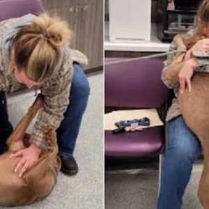 SHELTER DOG WHIPS HEAD AROUND WHEN WOMAN CALLS HIM BY HIS