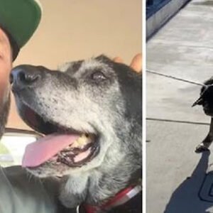 MAN TAKES OLD DOG FROM THE SHELTER SO HE DOESN’T DIE IN THERE ALONE