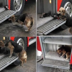 MOMMA DOG MELTS HEARTS WHEN SHE RUNS BACK INTO BURNING BUILDING TO SAVE PUPS.