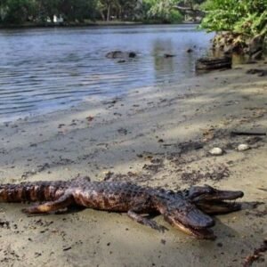 Two-Headed Alligator Reportedly Spotted In Florida