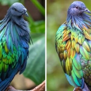 Nicobar Pigeon Is The Closest Living Relative Of The Dodo