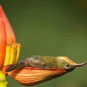 Photographer Captured A Tiny Bird Using A Flower Petal As Its Bathtub