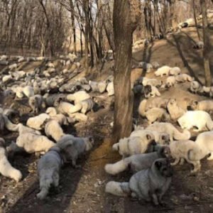 174 FOXES FREED FROM TINY CAGES IN CHINA FEEL THE GROUND FOR THE FIRST TIME