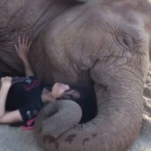 CARETAKER SNUGGLES UP WITH RESCUED ELEPHANT TO HELP HIM FEEL SAFE