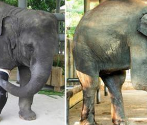 BABY ELEPHANT GIVEN PROSTHETIC LEG AFTER LOSING LEG TO LANDMINE