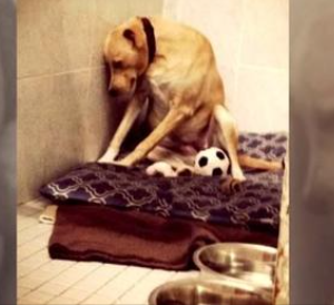 BROUGHT BACK TO SHELTER THREE TIMES DOG SUNK INTO HER BED, DEFEATED