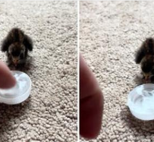 COMPASSIONATE MAN TEACHES BABY QUAIL TO DRINK WATER