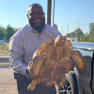 100-YR-OLD TORTOISE GOES SAFELY HOME AFTER VERY LONG, HARROWING ADVENTURE. 