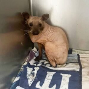Animal rescued from the cold looks like a hairless cat — you’ll never guess what it really is!