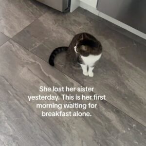 Cat waits for breakfast alone for the first time after losing her sister: “My heart is so broken”