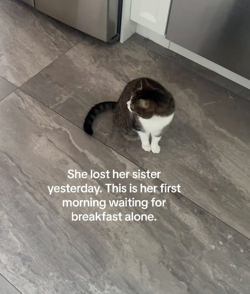 Cat waits for breakfast alone for the first time after losing her sister: “My heart is so broken”