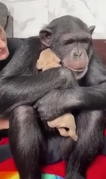 CHIMPANZEE HUGS PUPPY SAVED BY OWNER TO KEEP HIM WARM