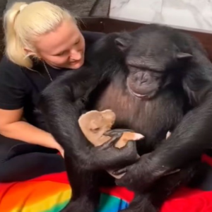 CHIMPANZEE HUGS PUPPY SAVED BY OWNER TO KEEP HIM WARM