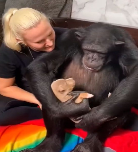 CHIMPANZEE HUGS PUPPY SAVED BY OWNER TO KEEP HIM WARM