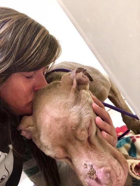 COLLEGE STUDENT HOLDS DYING SHELTER DOG IN HER ARMS ALL NIGHT SO HE WON’T PASS AWAY ALONE