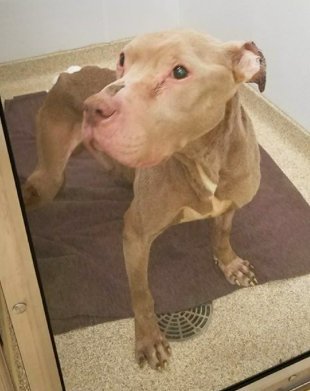 COLLEGE STUDENT HOLDS DYING SHELTER DOG IN HER ARMS ALL NIGHT SO HE WON’T PASS AWAY ALONE