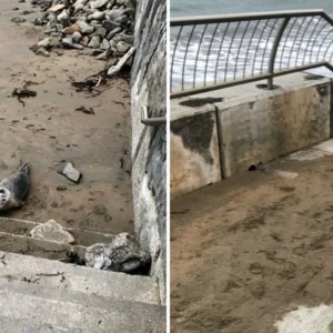 INJURED SEAL PUP CRAWLS UP STAIRS LOOKING FOR HELP — BEACHGOERS SAVE THE DAY